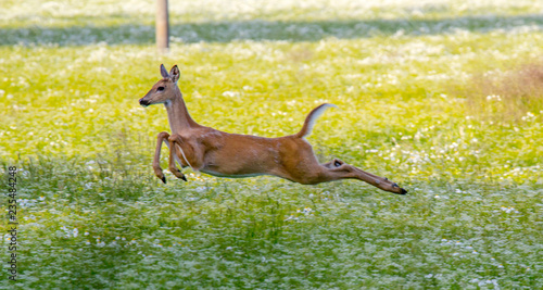 deer jumping in grass