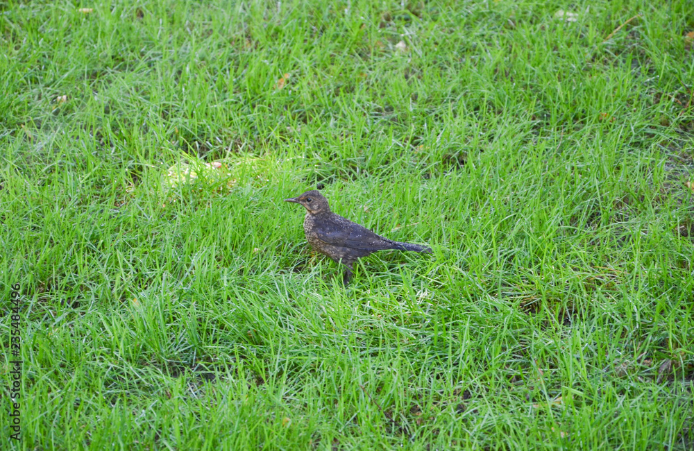 bird on grass bird on grass