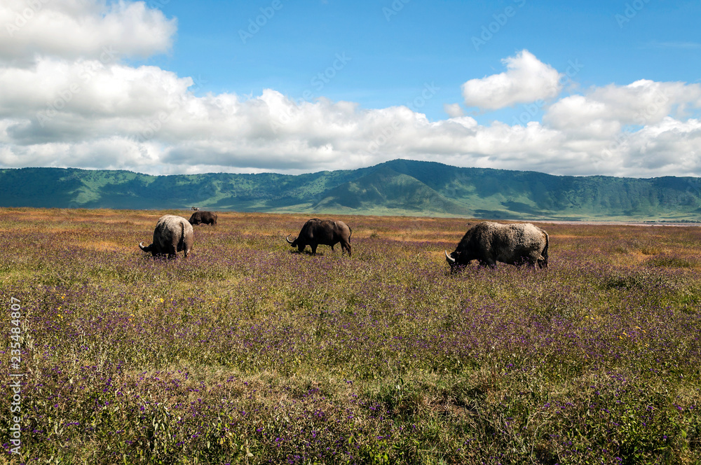 Bufalos in the prairies of Tanzania
