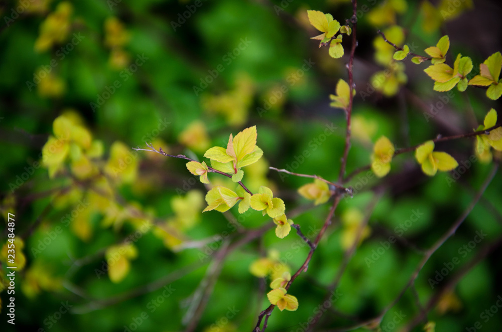 green leaves of a tree