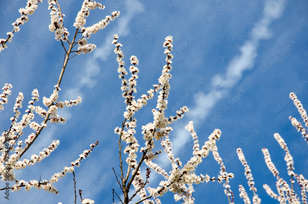 branch of a tree branch of a tree