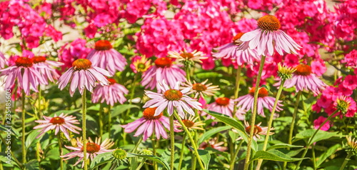 Pink flowers of Echinacea on a bed - perennial with healing properties