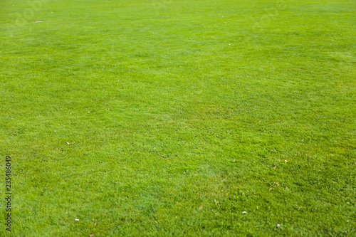Green grass background