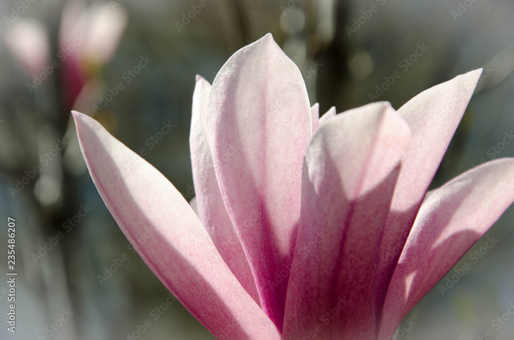 Fototapeta premium pink flower