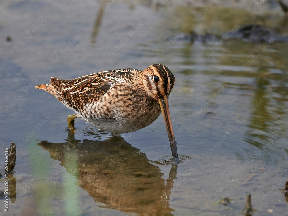 Common snipe looking for food in its natural habitat Common snipe looking for food in its natural habitat