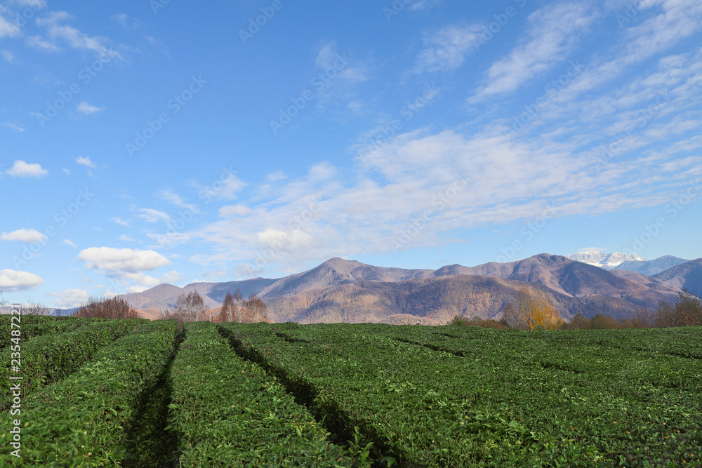 tea plantation. autumn landscape