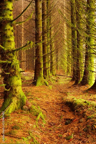 TREES IN TORRIE FOREST STIRLING SCOTLAND photo