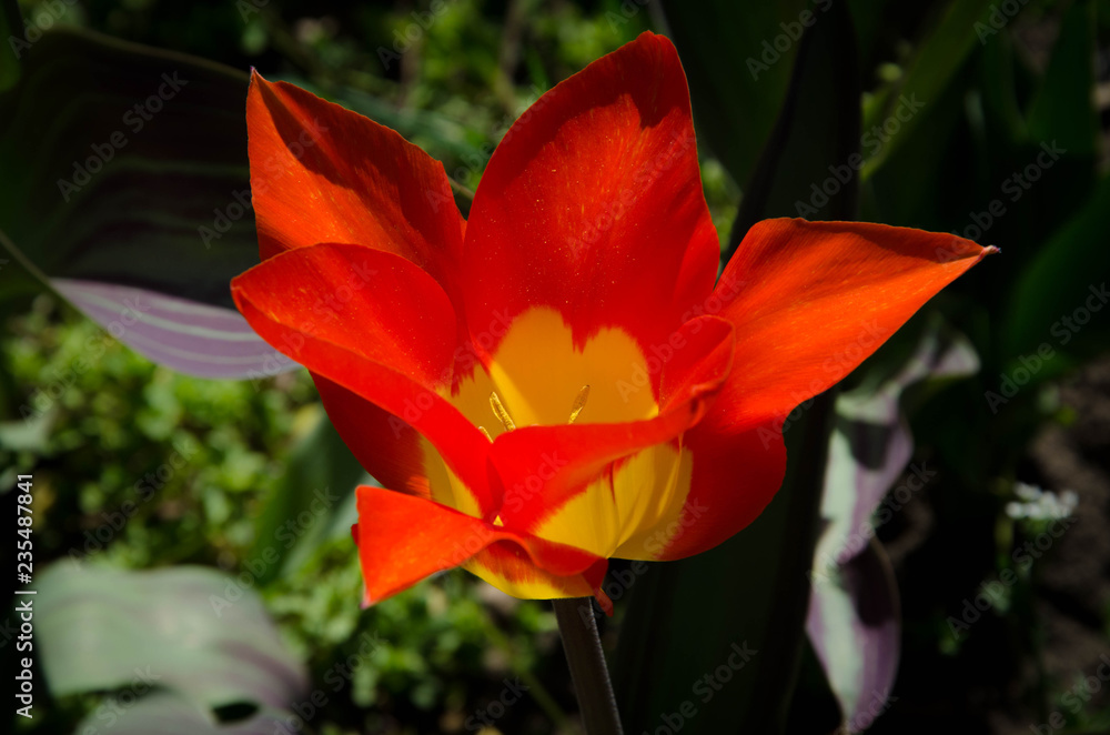 red flower red flower