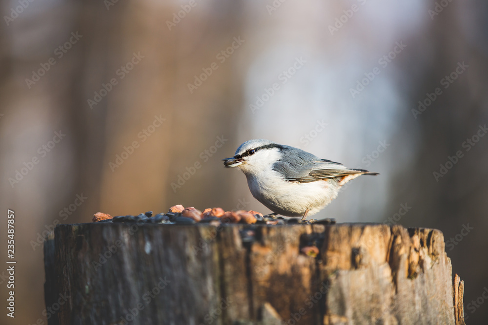 Sitta europaea or The nuthatches constitute a genus, sitting on the stump and pecking seeds in winter on a sunny day Sitta europaea or The nuthatches constitute a genus, sitting on the stump and pecking seeds in winter on a sunny day