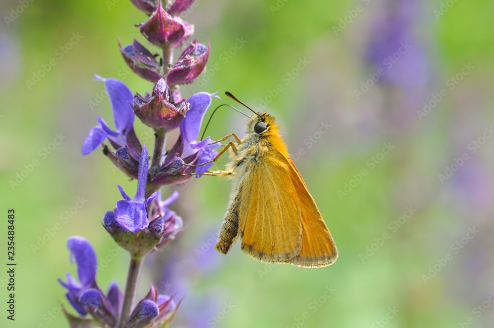 Obraz premium Butterfly, Ochlodes sylvanus, Large skipper on flower
