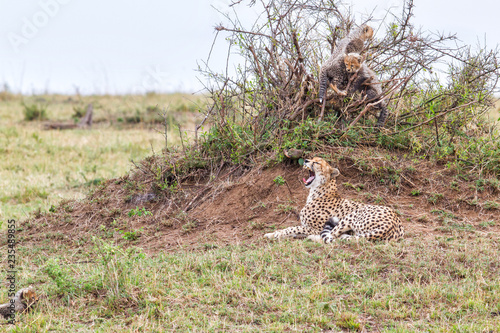 Cheetah mother with her cubs playing on an anthill - Masai Mara National Park - Kenya