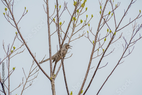 Brown-eared Bulbul perched on a budding tree