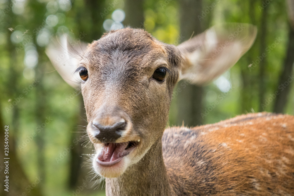 Fototapeta premium Fressender Damhirsch (Dama dama)