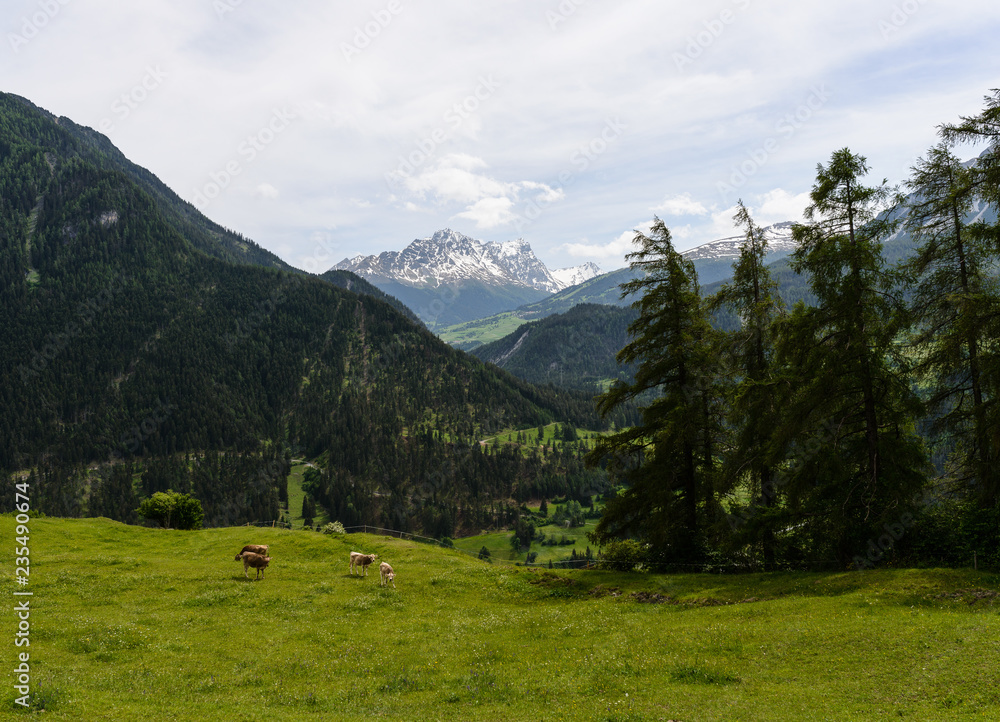 Mountain meadow view with cows in canton of Graubunden, Switzerland