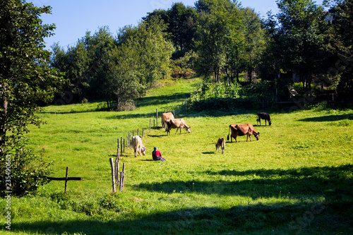 View of a traditional woman, cows, trees and grass field at high plateau reflecting culture. The image is captured in Trabzon/Rize area of Black Sea region located at northeast of Turkey. photo