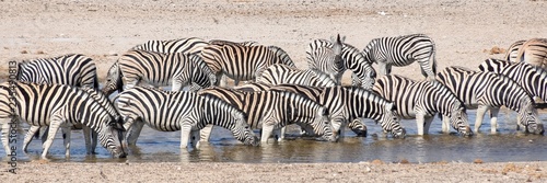 zebras at waterhole 