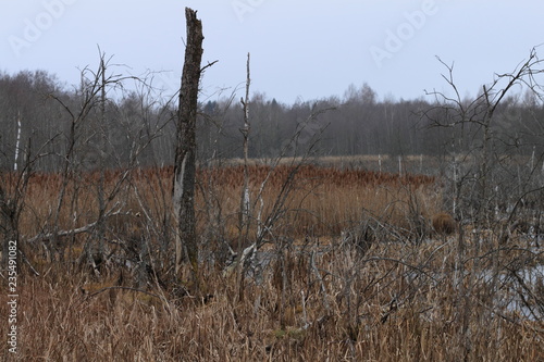 Wallpaper Mural wetland in the forest with dry trees Torontodigital.ca