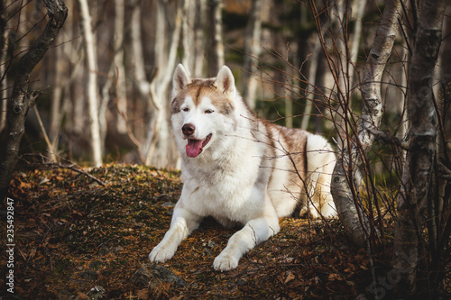 Fototapeta pies ssak piękny oko wzgórze