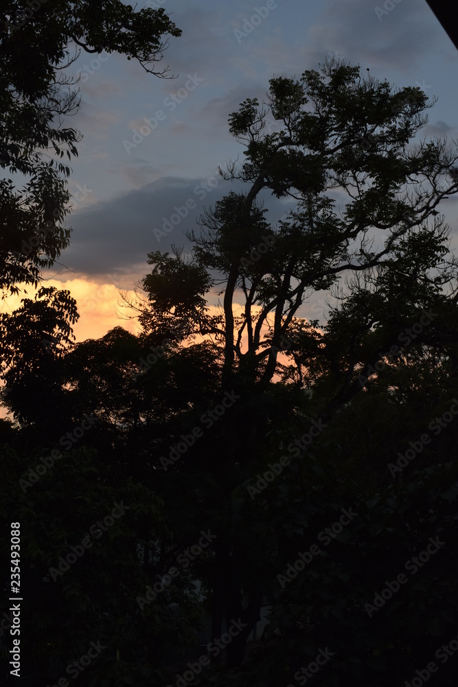 Silhueta de árvore no pôr-do-sol