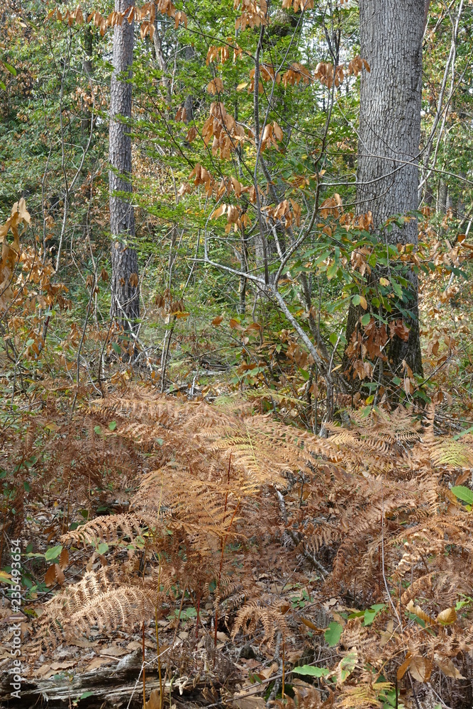 Fototapeta premium fougères dans les bois