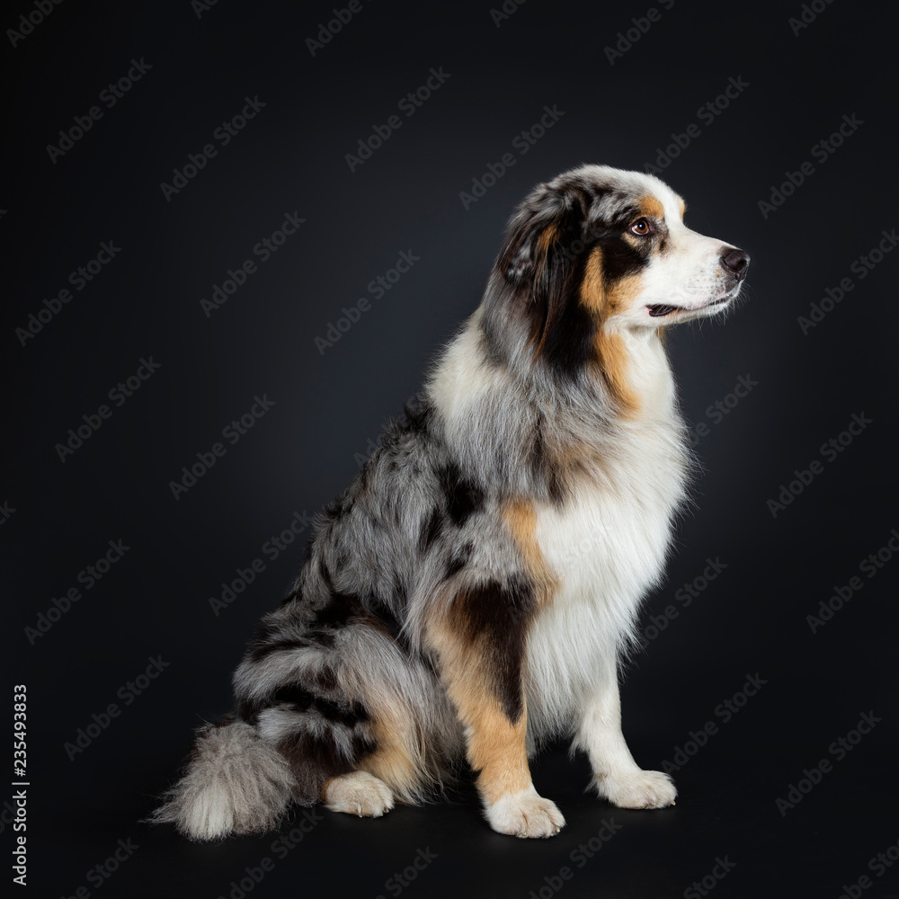 Handsome Australian Shepherd dog sitting side ways looking straight ahead en profile with brown and blue spotted eyes. Mouth closed. Isolated on black background.