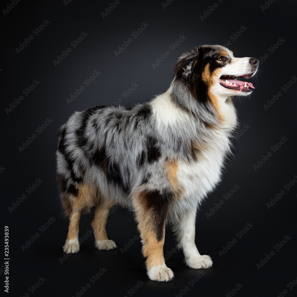 Australian sales shepherd spotted