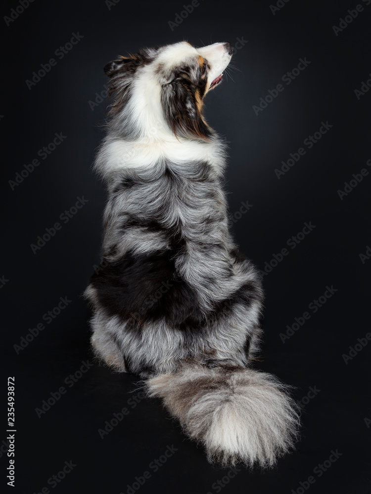 Handsome Australian Shepherd dog sitting backwards looking side ways up. Mouth closed. Isolated on black background. Handsome Australian Shepherd dog sitting backwards looking side ways up. Mouth closed. Isolated on black background.