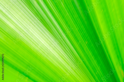 Close-up and long exposure effect of green fan palm leaf on blurred motion under sunlight in the morning  abstract of greenery nature background  for use wallpaper and backdrop on eco green concept.