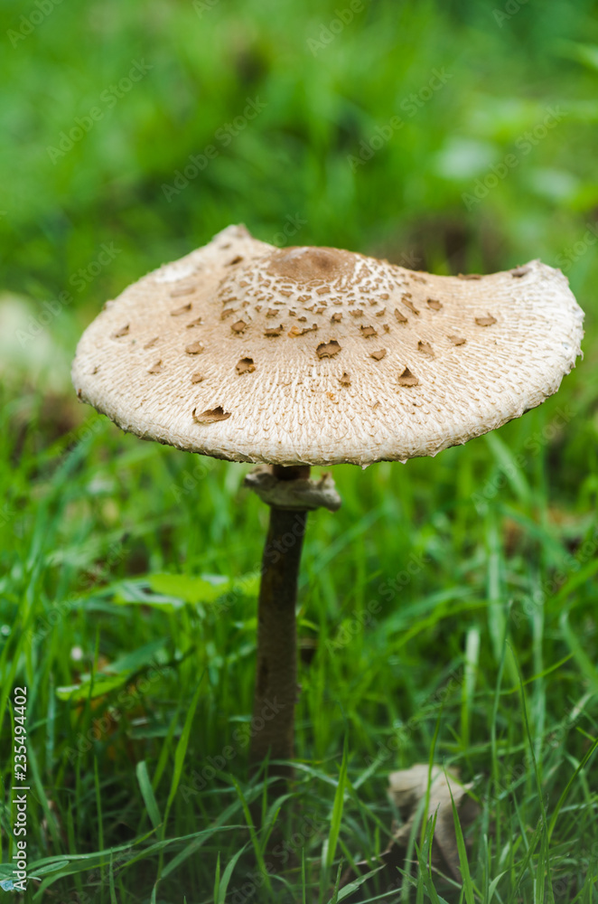 one big mushroom close-up in the forest one big mushroom close-up in the forest