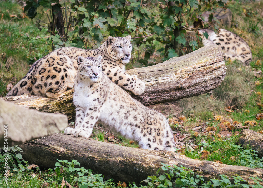 Two leopards resting on a trees on a green field Two leopards resting on a trees on a green field