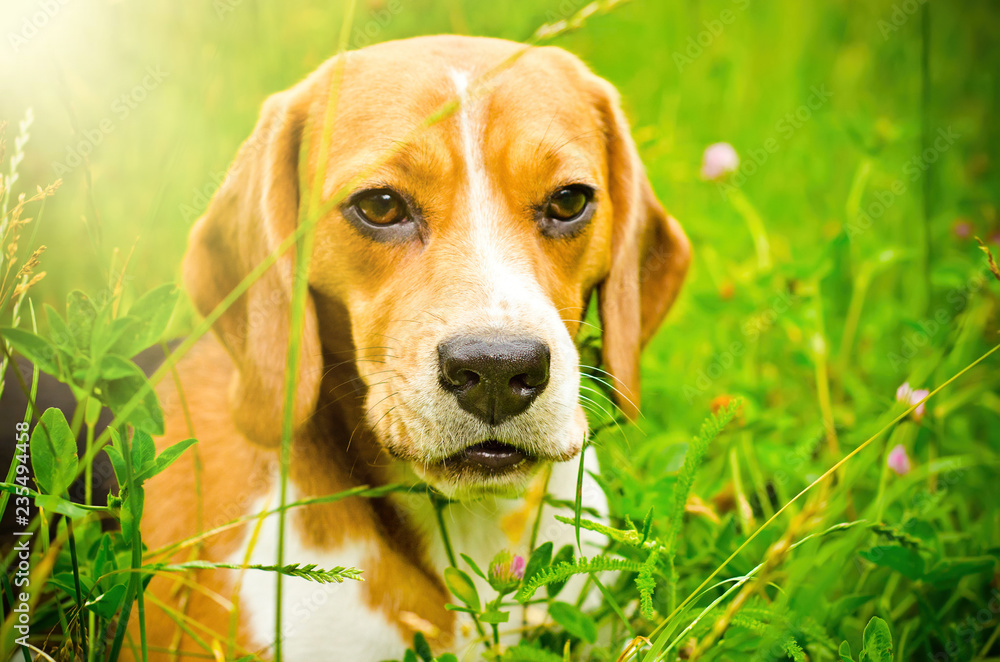 beagle dog