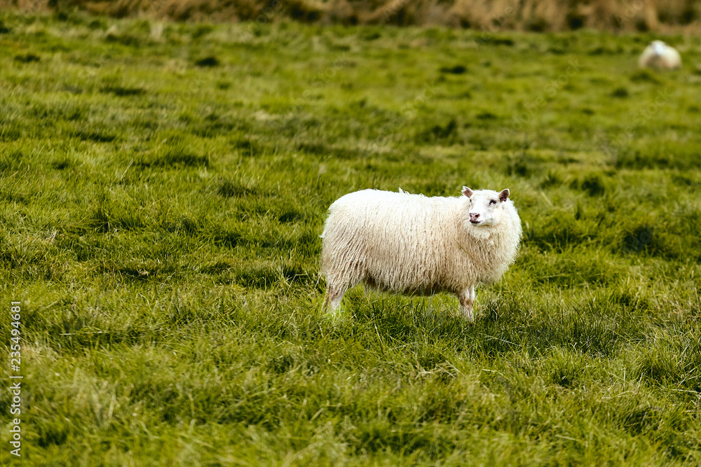 Icelandic sheep on the pasture Icelandic sheep on the pasture