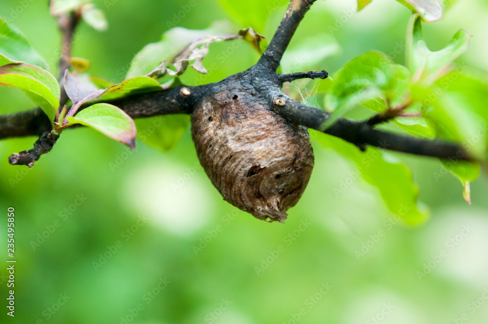 Fototapeta premium Brown butterfly chrysalis with gold dots in the leaves