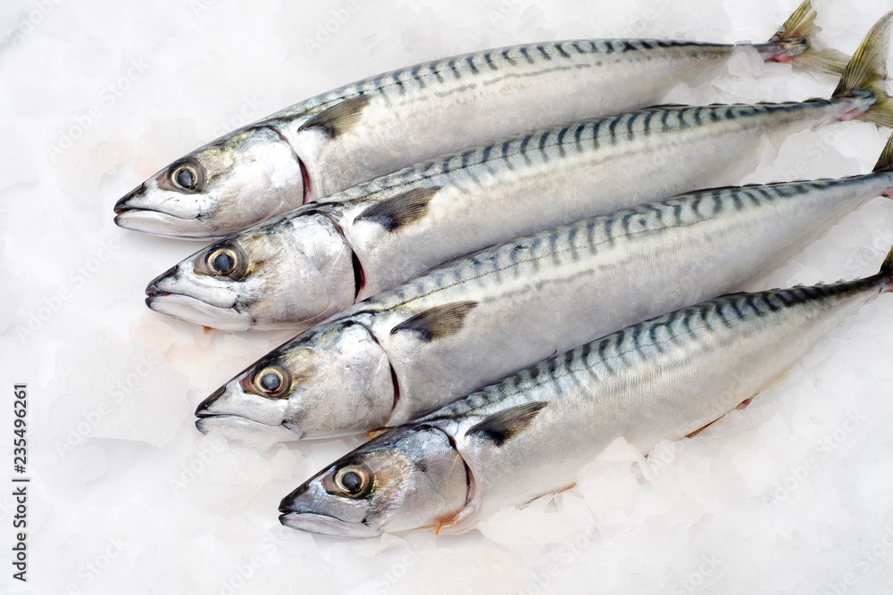 Macrela fish Macrela fish
