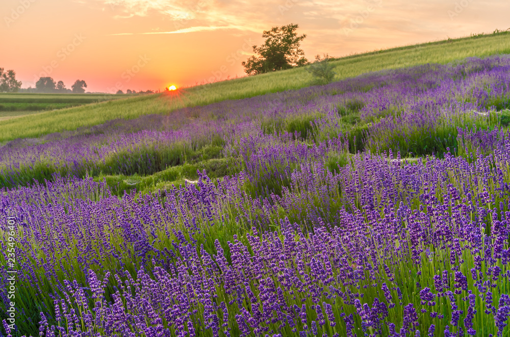 Fototapeta premium Blooming lavender fields in Poland, beautfiul sunrise