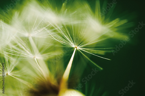 Dandelion detail