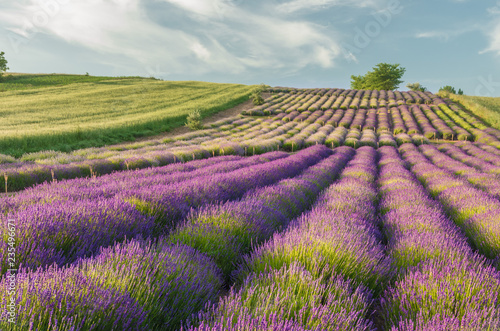 Blooming lavender field landscape in Little Poland