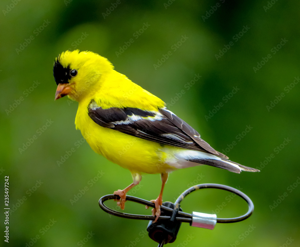 Fototapeta premium American Gold Finch