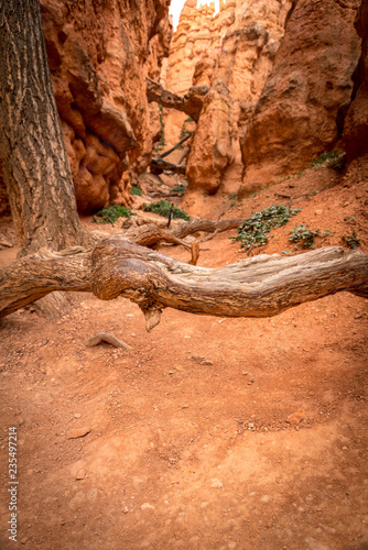 Tiefe, rote, trockene felsschlucht mit Baum im Vordergrund, Bryce Canyon National Park, Utah, USA © Maximilian D.