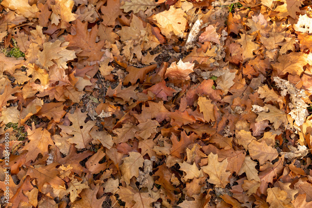 feuille de chêne en automne feuille de chêne en automne