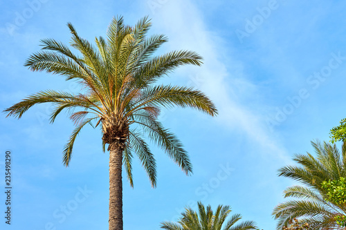            Palm tree against a blue cloudy sky in daylight.                     