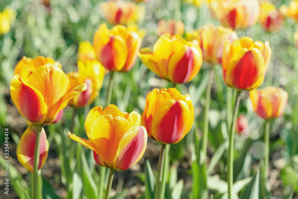 Bright blooming tulips in nature. Red tulips grow on field. Selective focus.
