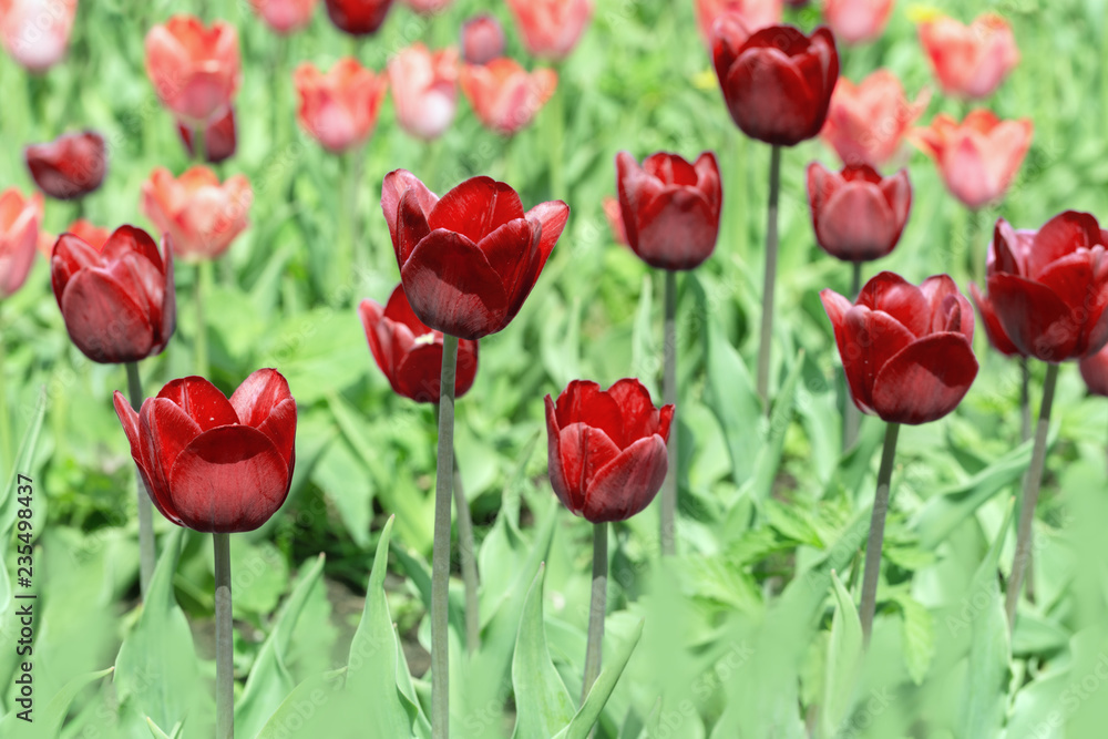 Beautiful red tulips close up on blurred background. Bright red flowers in nature Selective focus. Beautiful red tulips close up on blurred background. Bright red flowers in nature Selective focus.