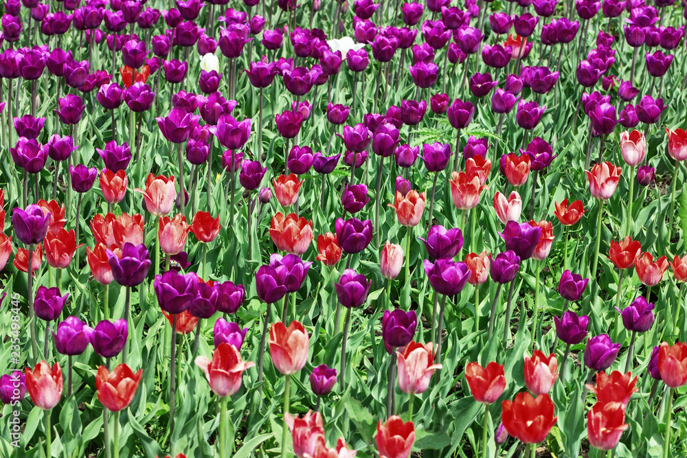Natural flowery background with many bright flowers. Field of tulips. Flowery background.