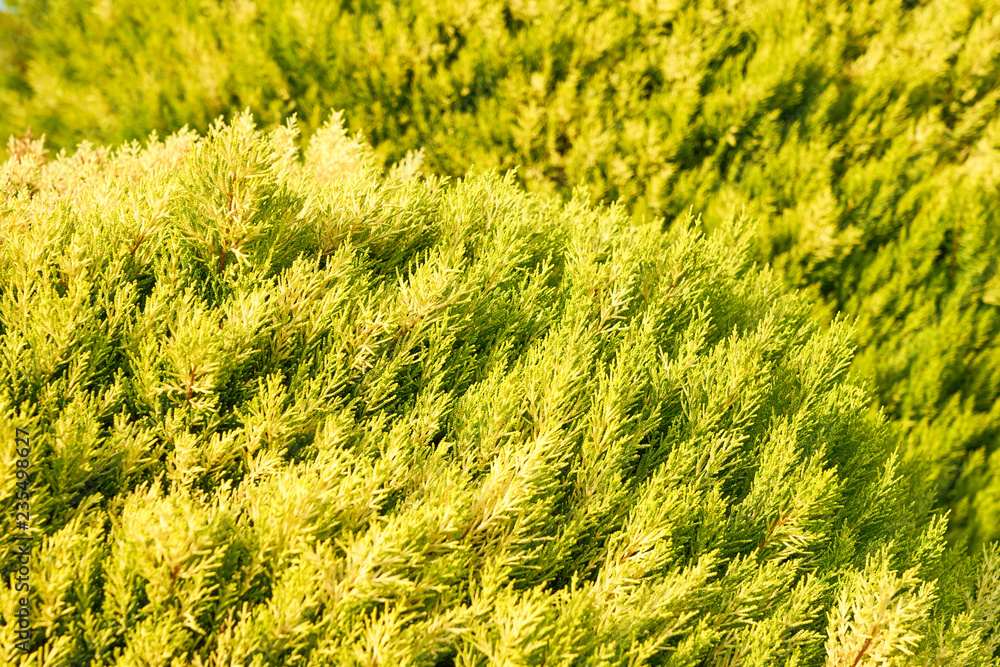 Juniper in sunlight as a natural background. Juniper in sunlight as a natural background.