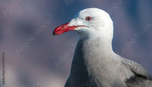 Seagull with a bright red beak © Kai