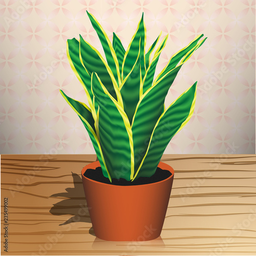 houseplant