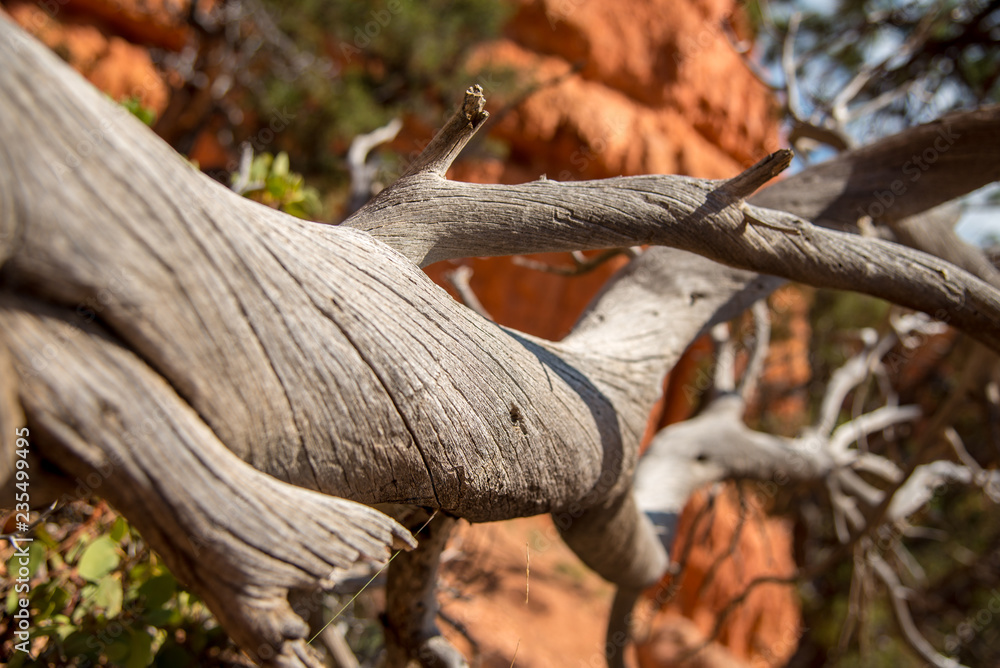 Verschlungener, alter, verwitterter baum ohne rinde liegt am boden, Red Canyon State Park, Utah, USA