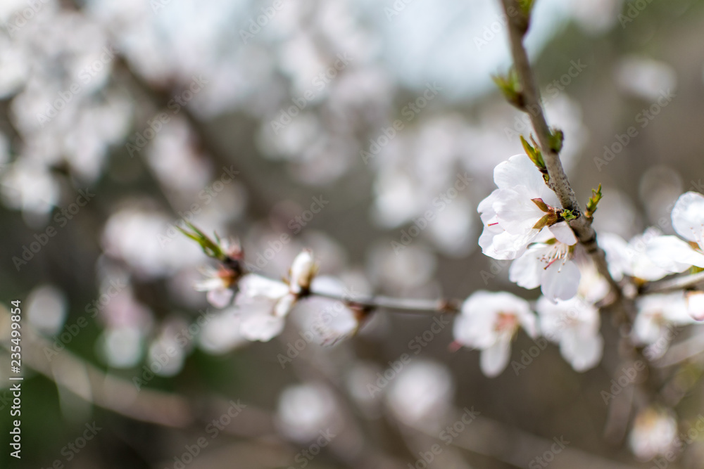 Kirschblüte