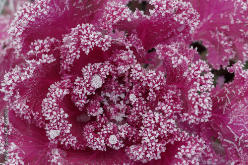 Purple ornamental cabbage covered with hoarfrost on a frosty winter day